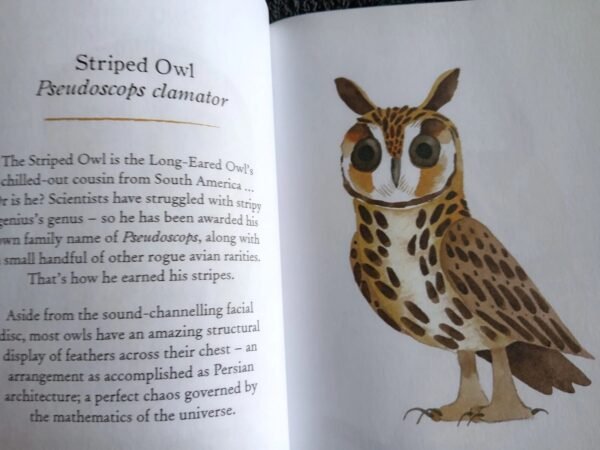 Owls Our Most Enchanting Bird: Book by Matt Sewell - Image 10